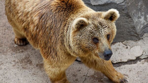 Медведи Ереванского зоопарка - Sputnik Արմենիա