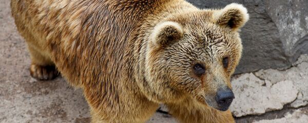 Медведи Ереванского зоопарка - Sputnik Армения