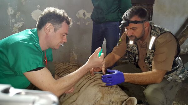 Բինգոն շատ երկար չի ապրի. մոսկվացի անասնաբույժը պատմեց վագրի հիվանդության մասին Բինգոն շատ երկար չի ապրի. մոսկվացի անասնաբույժը պատմեց վագրի հիվանդության մասին - Sputnik Արմենիա