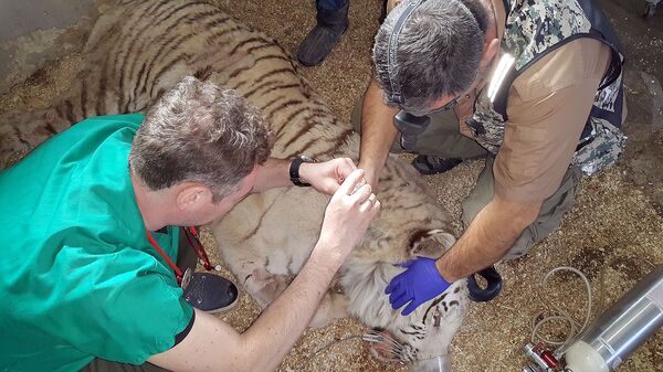 Բինգոն շատ երկար չի ապրի. մոսկվացի անասնաբույժը պատմեց վագրի հիվանդության մասին Բինգոն շատ երկար չի ապրի. մոսկվացի անասնաբույժը պատմեց վագրի հիվանդության մասին - Sputnik Արմենիա
