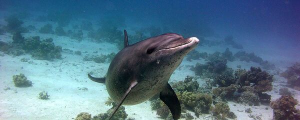 Дельфины в Красном море Дельфины в Красном море - Sputnik Армения