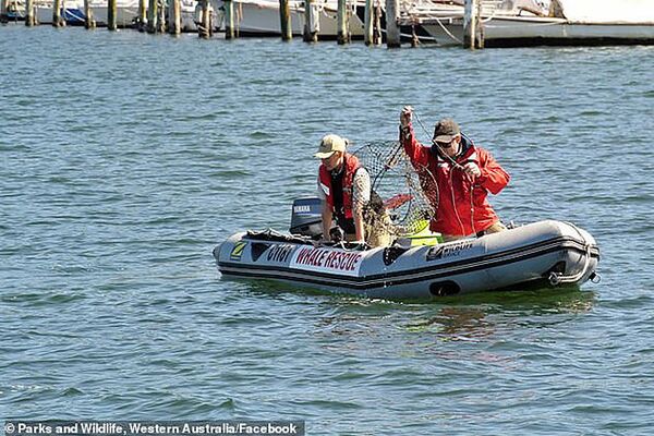 Скорбящая самка дельфина толкает мертвого детеныша – душераздирающие фото из Австралии - Sputnik Армения