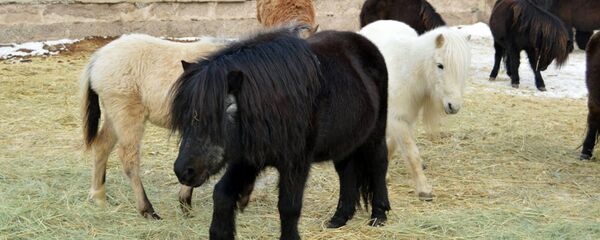 Самый старый житель ереванского зоопарка - пони по кличке Бармалей Самый старый житель ереванского зоопарка - пони по кличке Бармалей - Sputnik Армения