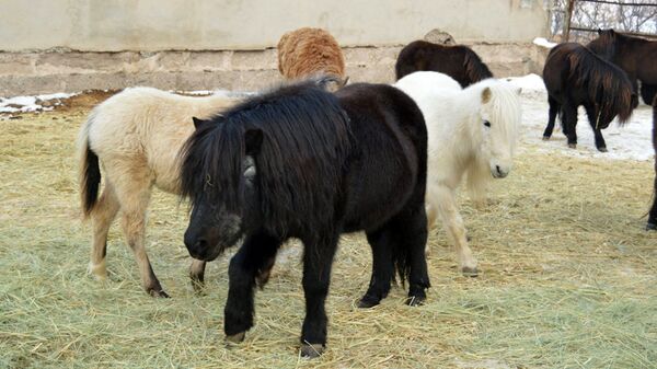 Самый старший житель ереванского зоопарка - пони по кличке Бармалей - Sputnik Արմենիա