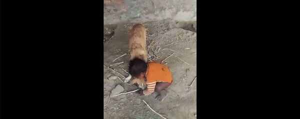 Борьба с собакой - Sputnik Армения