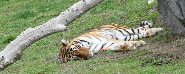 Тигр Ереванского зоопарка - Sputnik Армения