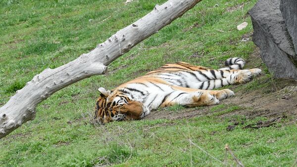 Тигр Ереванского зоопарка - Sputnik Արմենիա