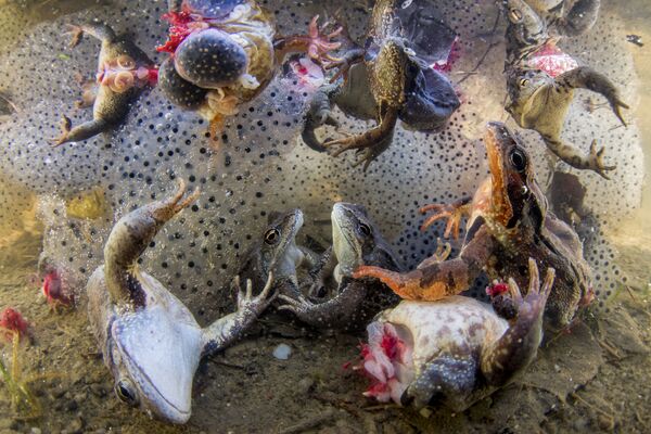 Снимок Harvesting Frogs’ Legs фотографа Bence Mate, победивший в категории Nature конкурса World Press Photo 2019 - Sputnik Армения