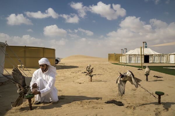 Снимок из серии Falcons and the Arab Influence фотографа Brent Stirton, победивший в категории Nature конкурса  - Sputnik Армения