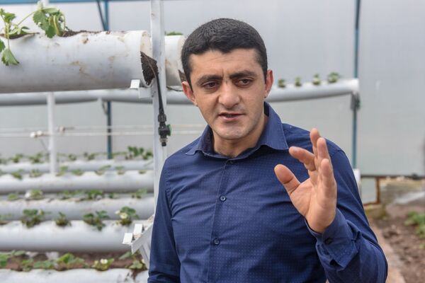 Британцы пьют чай с армянской клубникой: Сладкий домик в Бюракане стал крутым бизнесом - Sputnik Армения