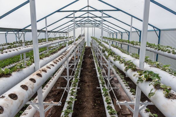 Британцы пьют чай с армянской клубникой: Сладкий домик в Бюракане стал крутым бизнесом - Sputnik Армения