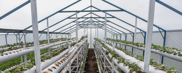 Теплица семьи Ованнисян в Бюракане - Sputnik Արմենիա