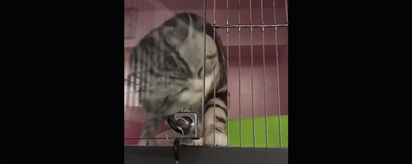 Глоток свободы - Sputnik Արմենիա