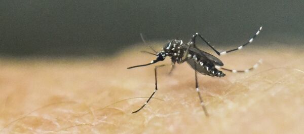 Москит вируса Зика Москит вируса Зика - Sputnik Армения