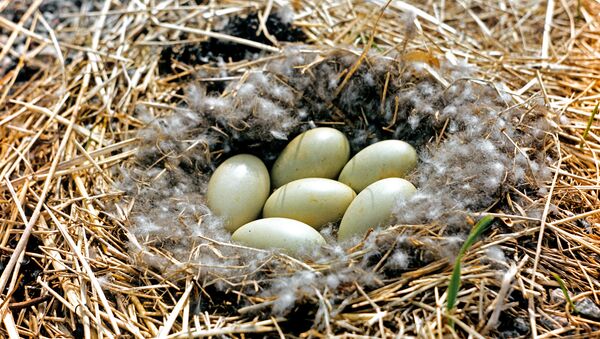 Гнездо птицы с яйцами - Sputnik Армения
