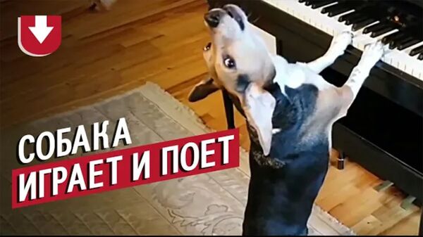 Пес подражает хозяйке: он пытается петь и играть на пианино - Sputnik Армения