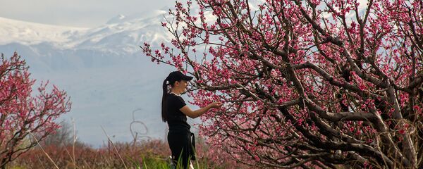 Цветущие персиковые деревья - Sputnik Армения
