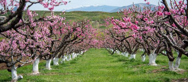 Цветущие персиковые деревья - Sputnik Армения