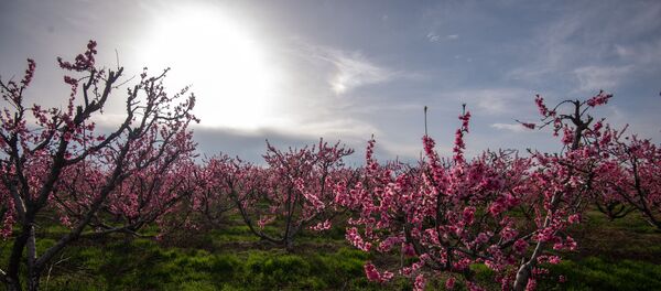 Цветущие персиковые деревья - Sputnik Արմենիա