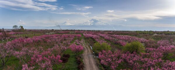 Цветущие персиковые деревья Цветущие персиковые деревья - Sputnik Армения