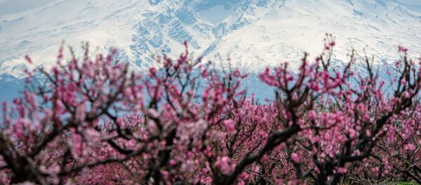 Цветущие персиковые деревья Цветущие персиковые деревья - Sputnik Армения