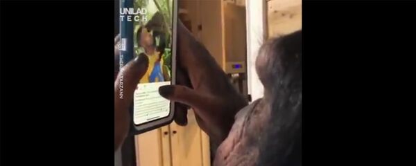 Ну вот скажите теперь, чем мы отличаемся от обезьян? - Sputnik Արմենիա