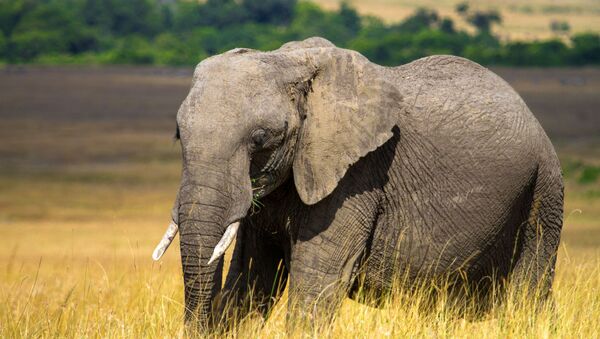 Слон в национальном заповеднике Масаи-Мара в Кении.    - Sputnik Армения