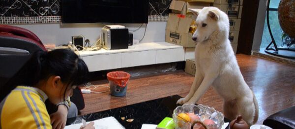 Собака-воспитательница - Sputnik Արմենիա