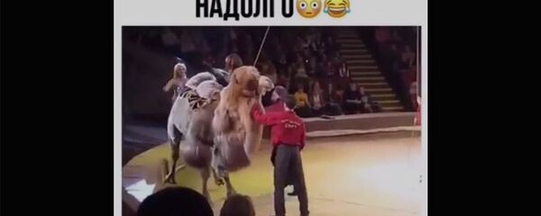 Этот цирк она запомнит надолго Этот цирк она запомнит надолго - Sputnik Արմենիա