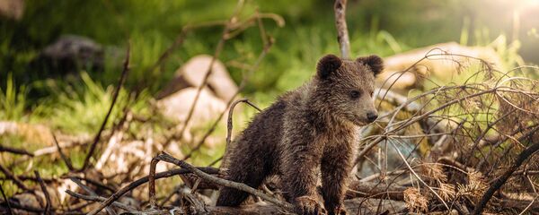 Медвежонок в лесу Медвежонок в лесу - Sputnik Արմենիա
