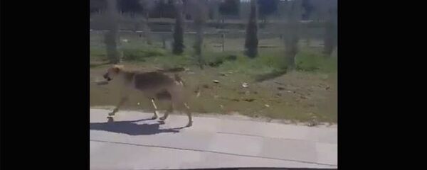 Собака и миска - Sputnik Армения