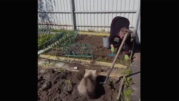 Медвежонок помогает на даче сажать картошку - Sputnik Армения