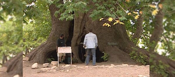 Արցախի Սխտորաշեն գյուղի մոտ գտնվող ծառը տնկել են մ.թ.ա. I դարում - Sputnik Արմենիա