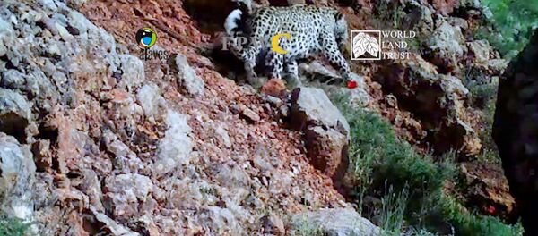 Леопард попал на камеру Леопард попал на камеру - Sputnik Армения