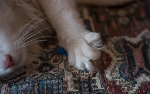 Лапа ванской кошки, отличающаяся наличием перепонок между пальцами - Sputnik Армения