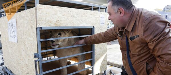 Зоозащитник Карен Даллакян с львицей Лолой, спасенной от усыпления челябинским реабилитационным центром защиты диких животных (21 октября 2016). Севастополь Зоозащитник Карен Даллакян с львицей Лолой, спасенной от усыпления челябинским реабилитационным центром защиты диких животных (21 октября 2016). Севастополь - Sputnik Արմենիա