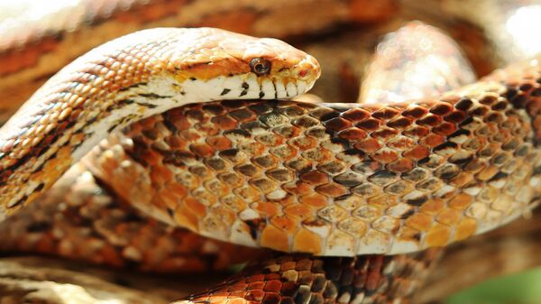Васуки indicus: в Индии нашли змею, которая может конкурировать с мифическими героями