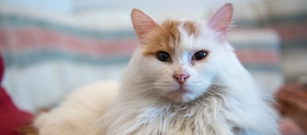 Ванская кошка Ванская кошка - Sputnik Армения