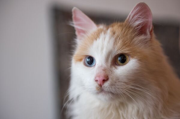 Ванская кошка Ванская кошка - Sputnik Արմենիա