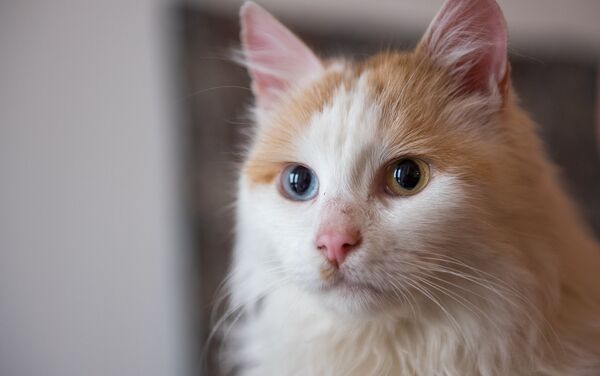 Ванская кошка - Sputnik Армения