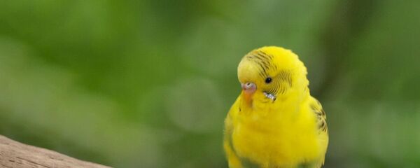 Волнистый попугайчик - Sputnik Արմենիա