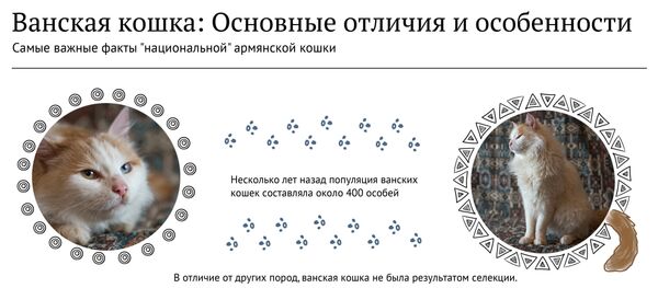 Ванская кошка: основные отличия и особенности - Sputnik Армения
