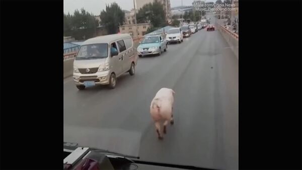 По улице как по подиуму: свинья прошлась походкой модели - Sputnik Армения