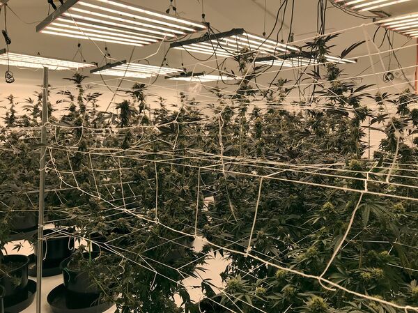 Խոտ և թնդանոթ․ ինչո՞ւ են Կալիֆոռնիայի հայերը զենք գնում և կանեփ աճեցնում Խոտ և թնդանոթ․ ինչո՞ւ են Կալիֆոռնիայի հայերը զենք գնում և կանեփ աճեցնում - Sputnik Արմենիա