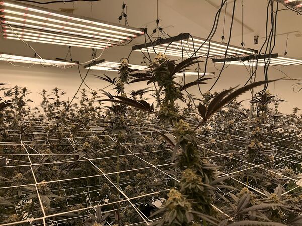 Խոտ և թնդանոթ․ ինչո՞ւ են Կալիֆոռնիայի հայերը զենք գնում և կանեփ աճեցնում Խոտ և թնդանոթ․ ինչո՞ւ են Կալիֆոռնիայի հայերը զենք գնում և կանեփ աճեցնում - Sputnik Արմենիա