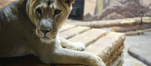 Африканская львица. Архивное фото Африканская львица. Архивное фото - Sputnik Արմենիա