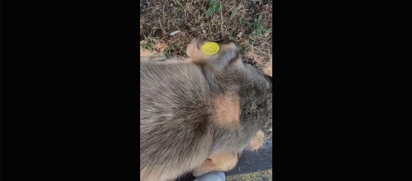 Հայկ Մարությանը պատահական հանդիպեց ստերջացրած շնիկների հետ  - Sputnik Արմենիա