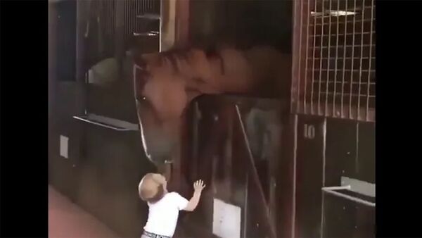 Ребёнок целует лошадей - Sputnik Армения