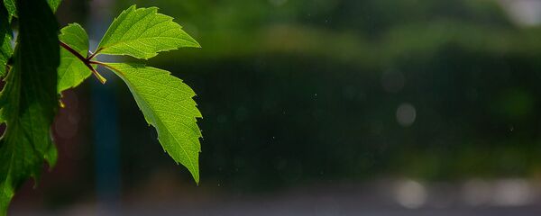 Летний дождь - Sputnik Армения