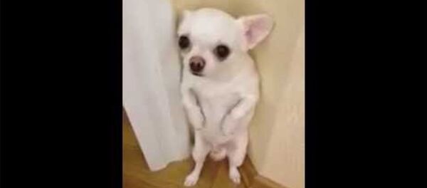 Наказан и поставлен в угол! - Sputnik Армения